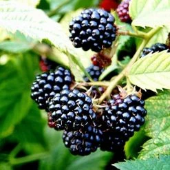 Blackberry Merton Thornless | 3L Pot