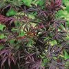 Acer Palmatum Trompenburg | 3 Litre Pot