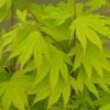 Acer Shirasawanum Jordan | 3 Litre Pot