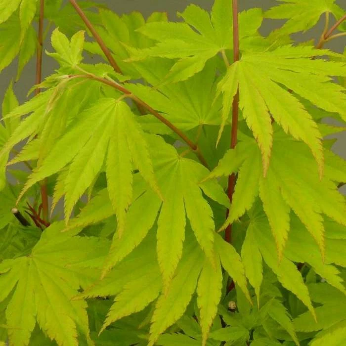 Acer Shirasawanum Jordan | 3 Litre Pot 1 Acer Shirasawanum Jordan | 3 Litre Pot