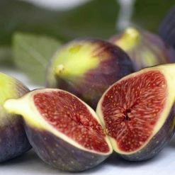 Ficus Carica Brown Turkey | 10 Lt Pot