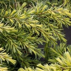 Cedrus Deodara Golden Horizon | 2L Pot