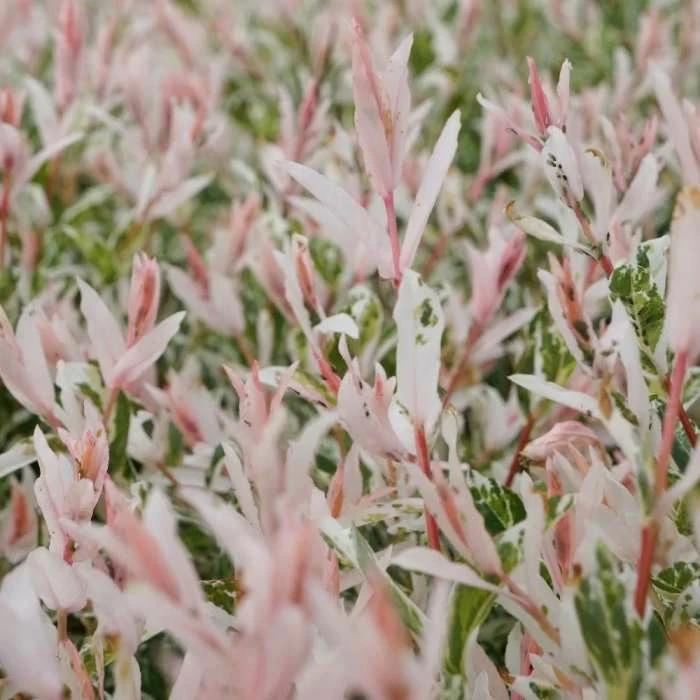 Salix Integra Flamingo (PBR) | 2L Pot 1 Salix Integra Flamingo (PBR) | 2L Pot