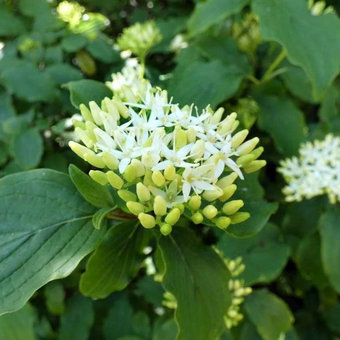 Cornus Controversa Pagoda | 12L Pot 1 Cornus Controversa Pagoda | 12L Pot