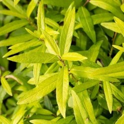 Salix Udensis Golden Sunshine (PBR) | 2L Pot