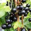 Blackcurrant Baldwin | 3L Pot