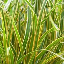Carex Morrowii Everglow (PBR) (EverColor Series) | 2L Pot