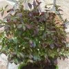 Vaccinium Corymbosum Cabernet Splash ('Vacbri1') (PBR) | 2L Pot