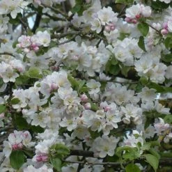 Malus Sylvestris | 25 Plants