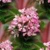 Escallonia Laevis Pink Elle ('Lades') (PBR) | 7.5lt Pot