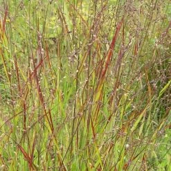 Panicum Virgatum Rotstrahlbusch | 2L Pot