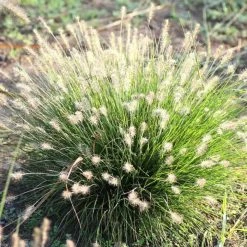 Pennisetum Alopecuroides Little Bunny | 2L Pot