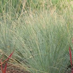Poa Labillardierei | 2L Pot