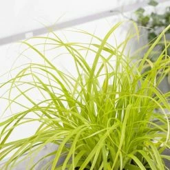Carex Oshimensis Everillo (PBR) (EverColor Series) | 2L Pot