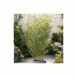 Green Bamboo | Phyllostachys Bissetii -botanical garden shop PL3002 add image 1 1e26