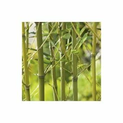 Green Bamboo | Phyllostachys Bissetii -botanical garden shop PL3002 add image 2 ac38