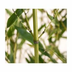 Green Bamboo | Phyllostachys Bissetii -botanical garden shop PL3002 add image 3 8c2d