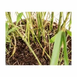 Green Bamboo | Phyllostachys Bissetii -botanical garden shop PL3002 add image 4 09f8