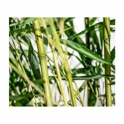 Green Bamboo | Phyllostachys Bissetii -botanical garden shop PL3002 add image 5 ba80