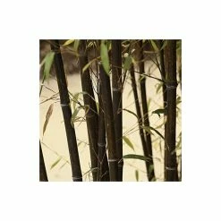 Black Bamboo | Phyllostachys Nigra -botanical garden shop PL3003 add image 1 3809