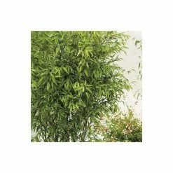 Black Bamboo | Phyllostachys Nigra -botanical garden shop PL3003 add image 2 2950