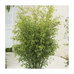 Black Bamboo | Phyllostachys Nigra -botanical garden shop PL3003 add image 3 845b