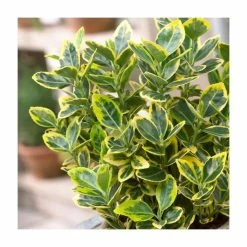 2ft Euonymus Japonicus 'Ovatus Aureus' | 10L Pot