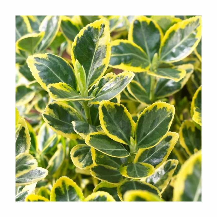 2ft Euonymus Japonicus 'Ovatus Aureus' | 10L Pot 2 2ft Euonymus Japonicus 'Ovatus Aureus' | 10L Pot - Image 2