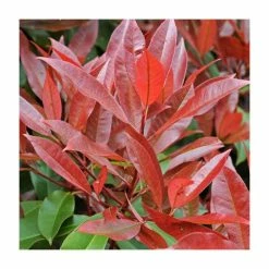 Photinia Serrulata 'Red Robin'