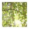 50 - 80cm Betula Pendula 'Silver Birch' | Bare Root Hedging