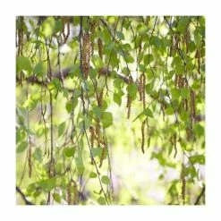 50 - 80cm Betula Pendula 'Silver Birch' | Bare Root Hedging