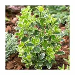 5x 20-50cm Euonymus Japonicus 'Kathy' | 9cm Pot