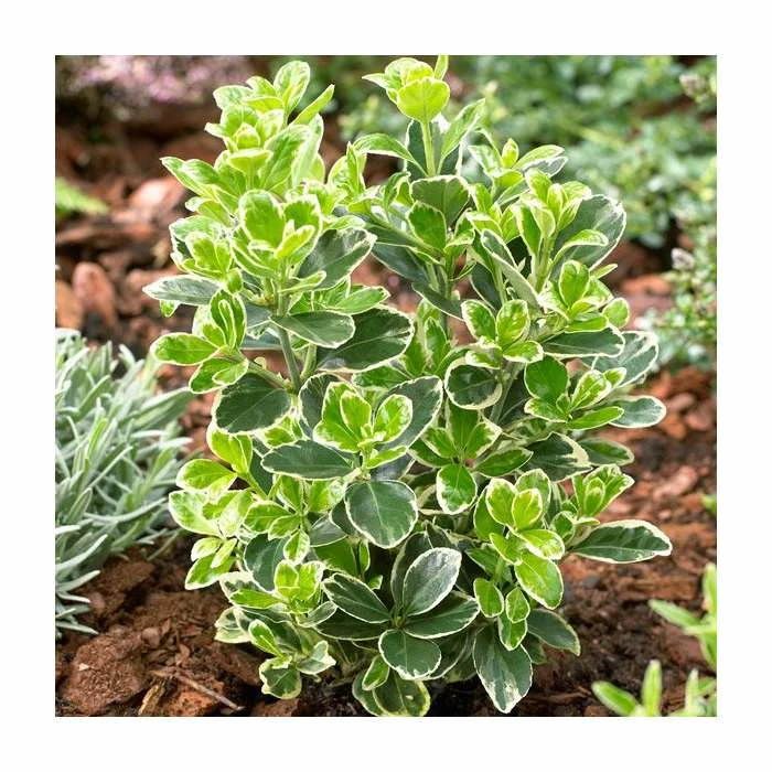 5x 20-50cm Euonymus Japonicus 'Kathy' | 9cm Pot 1 5x 20-50cm Euonymus Japonicus 'Kathy' | 9cm Pot