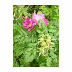 5X Rosa Rugosa Hedging 20-50cm 'Frau Dagmar Hastrup' - 9cm Pot