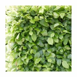 50 - 80cm Carpinus Betulus | Hornbeam | Bare Root Hedging