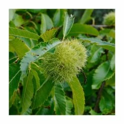 80 - 120cm Castanea Sativa | Sweet Chestnut | Bare Root Hedging