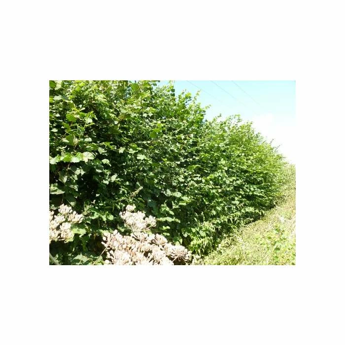 80 - 120cm Corylus Avellana | Hazel | Bare Root Hedging 2 80 - 120cm Corylus Avellana | Hazel | Bare Root Hedging - Image 2