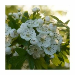 50 - 80cm Crataegus Monogyna | Hawthorn | Bare Root Hedging