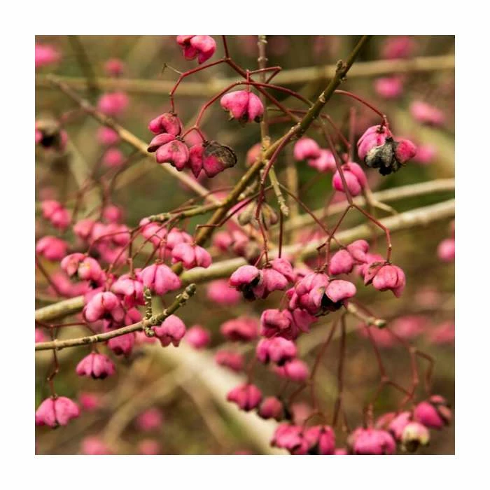 80 - 120cm Euonymus Europaeus | Spindle | Bare Root Hedging 1 80 - 120cm Euonymus Europaeus | Spindle | Bare Root Hedging