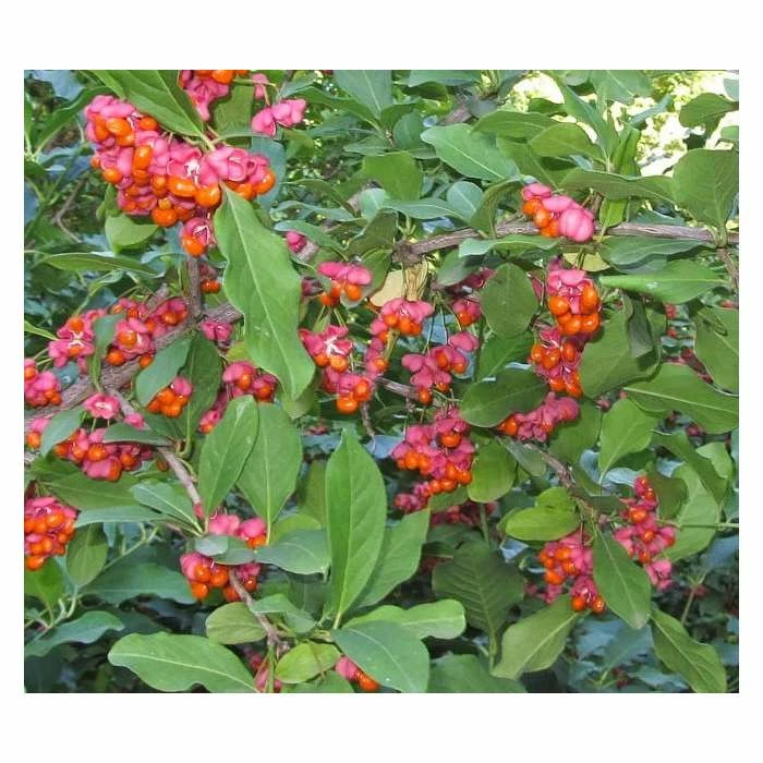 80 - 120cm Euonymus Europaeus | Spindle | Bare Root Hedging 2 80 - 120cm Euonymus Europaeus | Spindle | Bare Root Hedging - Image 2