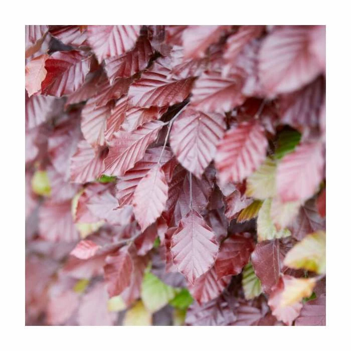 50 - 80cm Fagus Sylvatica | Green Beech | Bare Root Hedging 2 50 - 80cm Fagus Sylvatica | Green Beech | Bare Root Hedging - Image 2