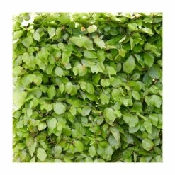 50 - 80cm Fagus Sylvatica | Green Beech | Bare Root Hedging
