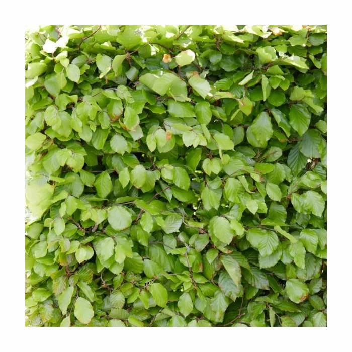 50 - 80cm Fagus Sylvatica | Green Beech | Bare Root Hedging 1 50 - 80cm Fagus Sylvatica | Green Beech | Bare Root Hedging