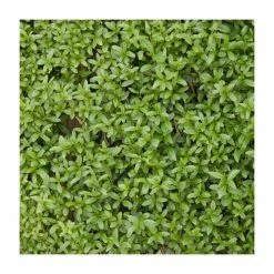 50 - 80cm Ligustrum Ovalifolium | Green Privet | Bare Root Hedging