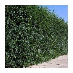 100 - 125cm Populus Nigra Italica | Lombardy Poplar | Bare Root Hedging