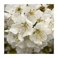 50 - 80cm Prunus Avium | Wild Cherry | Bare Root Hedging