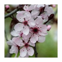 50 - 80cm Prunus Cerasifera | Cherry Plum | Bare Root Hedging