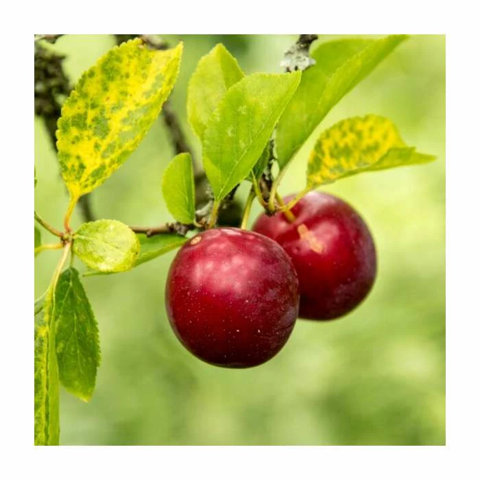 80 - 120cm Prunus Cerasifera | Cherry Plum | Bare Root Hedging 2 80 - 120cm Prunus Cerasifera | Cherry Plum | Bare Root Hedging - Image 2