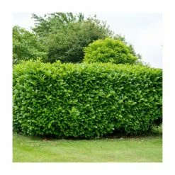 50 - 80cm Prunus Laurocerasus | Laurel Hedge | Bare Root Hedging