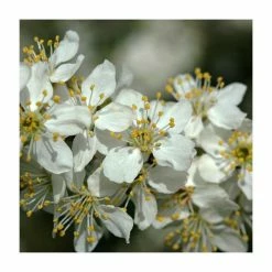 50 - 80cm Prunus Spinosa | Blackthorn | Bare Root Hedging